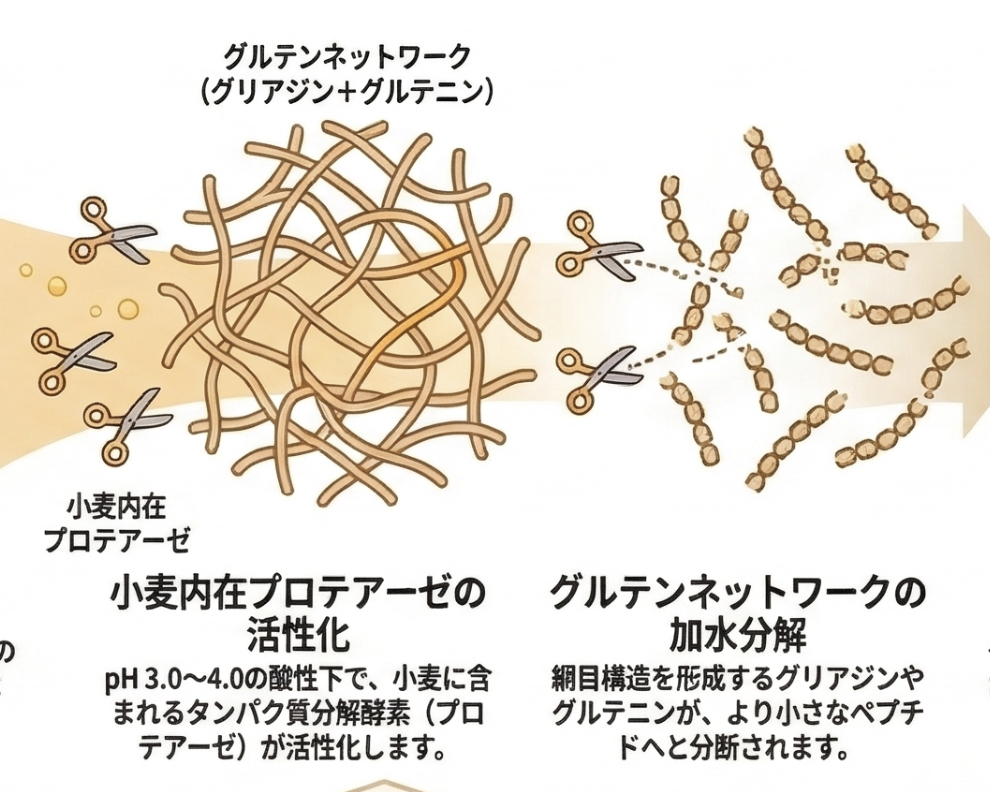 グルテン分解のイメージ図